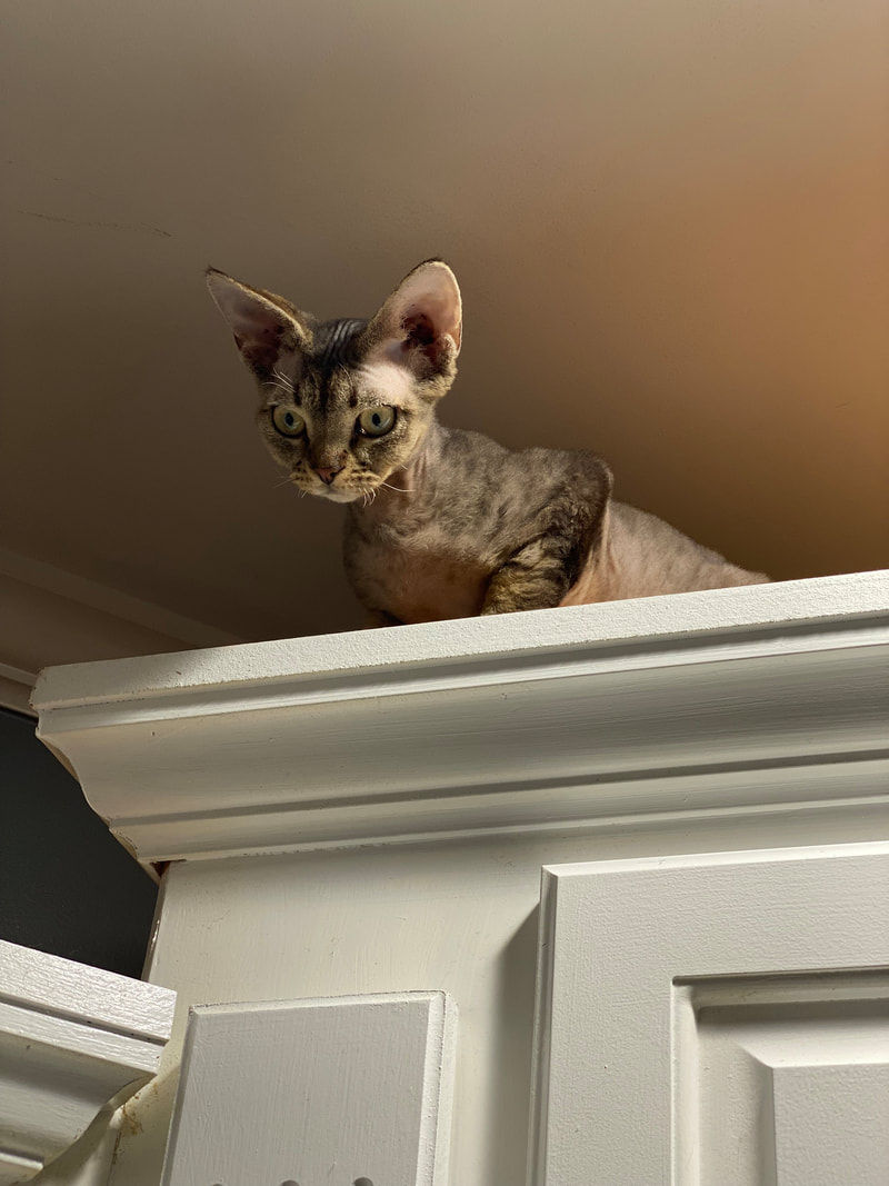 Devon Rex Kitten
