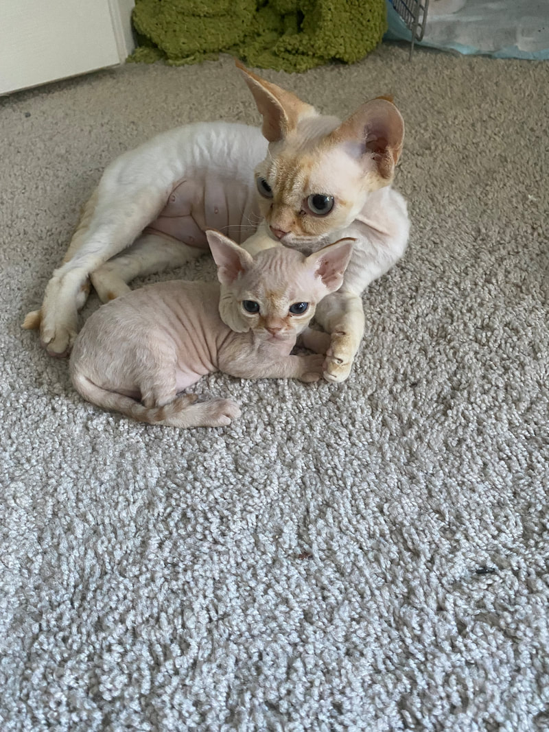 Devon Rex Kitten