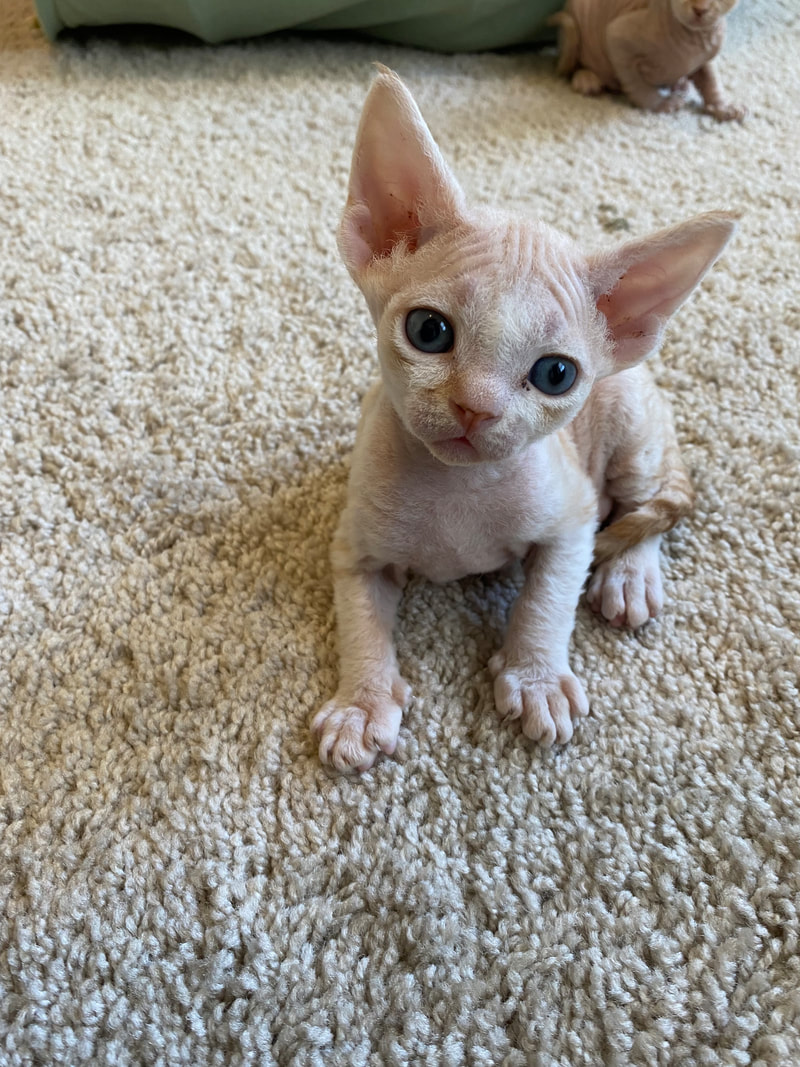 Devon Rex Kitten