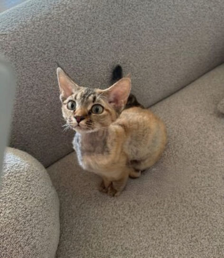 The Purrfect Introduction: A Step-by-Step Guide to Bringing a New Cat Home