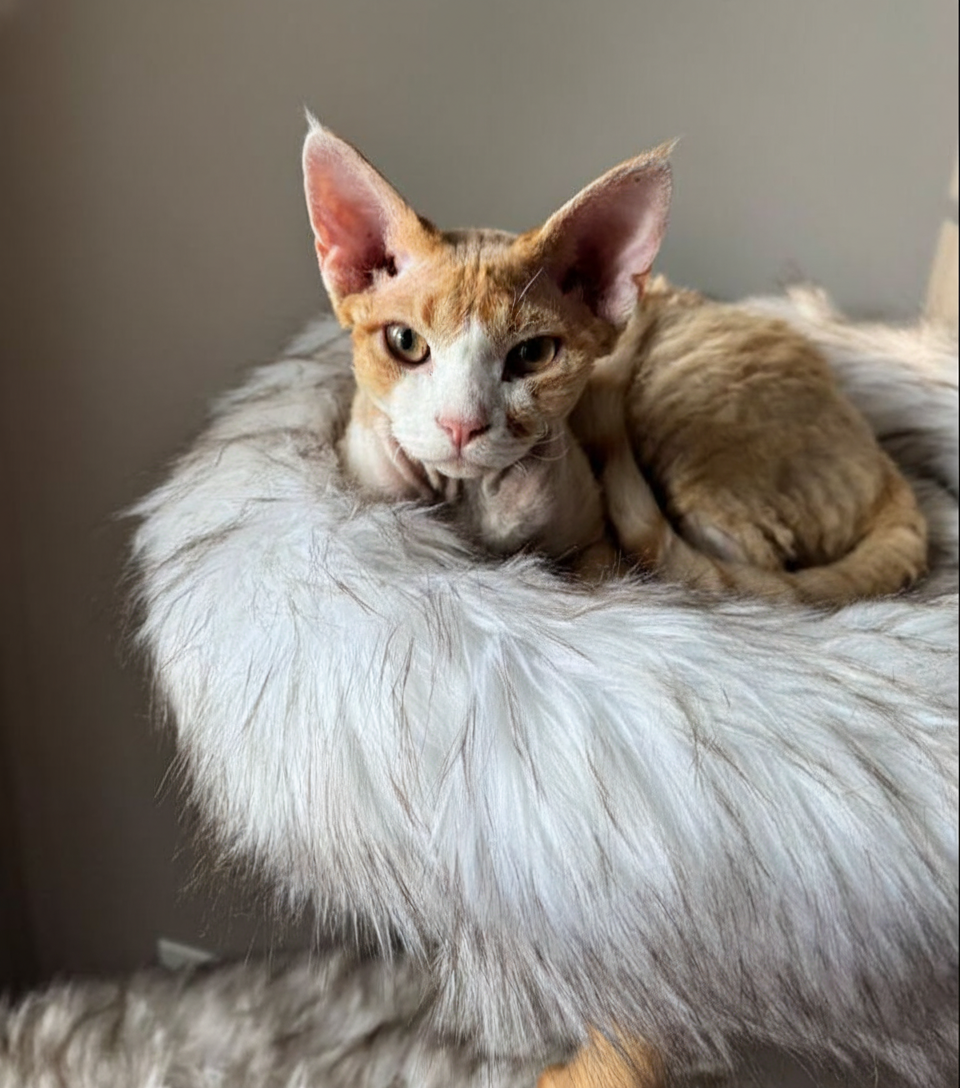 Bear - Devon Rex Kitten