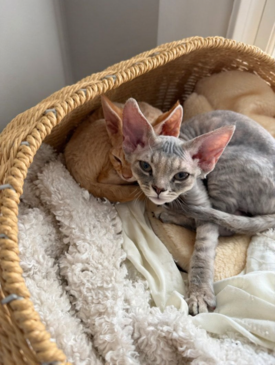 Cinnamon - Devon Rex Kitten