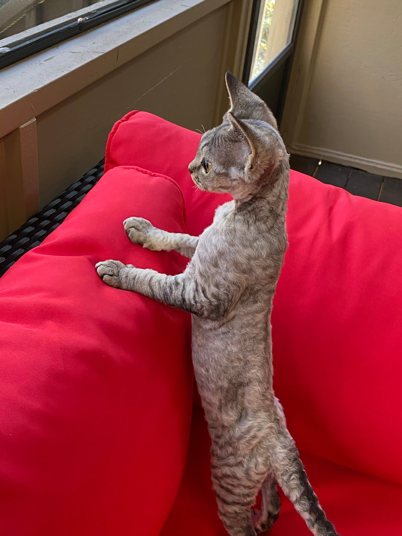 Ivoy - Devon Rex Kitten